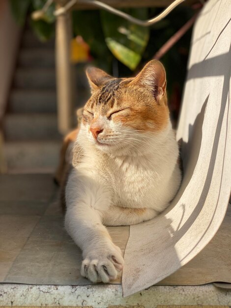 Photo un gros plan d'un chat qui détourne le regard