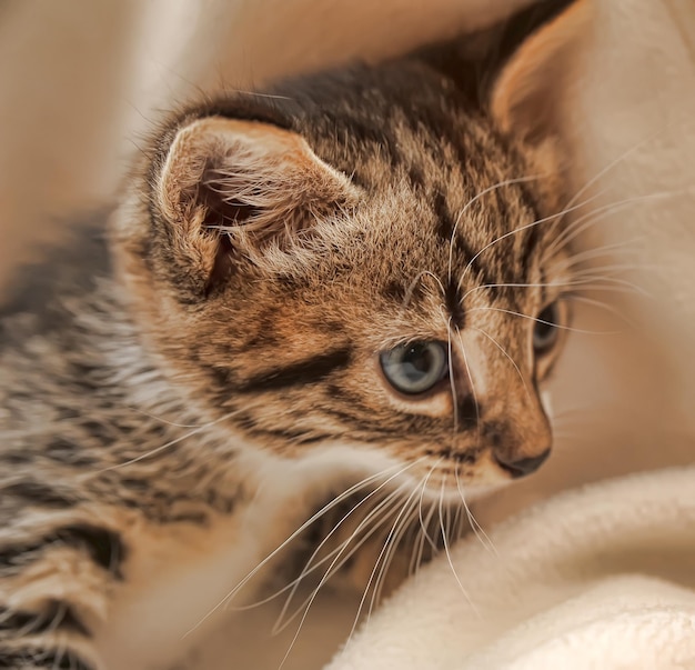 Photo un gros plan d'un chat qui détourne le regard