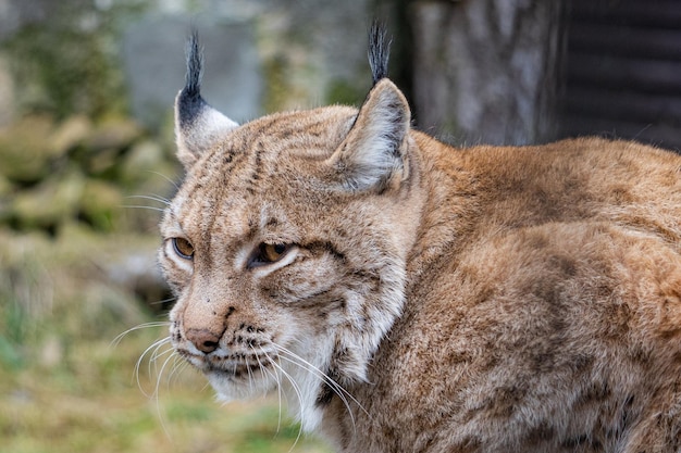 Un gros plan d'un chat qui détourne le regard