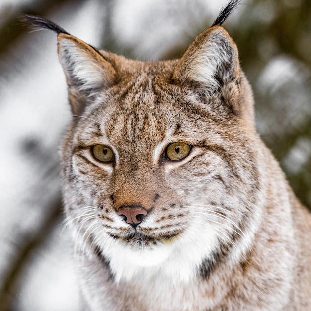 Un gros plan d'un chat qui détourne le regard