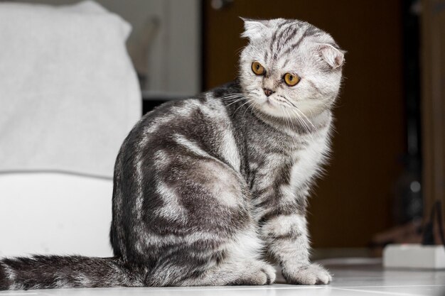 Un gros plan d'un chat qui détourne le regard