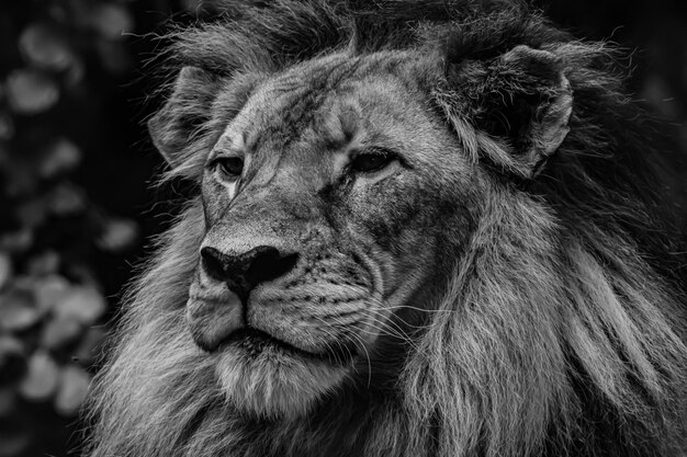 Photo un gros plan d'un chat qui détourne le regard