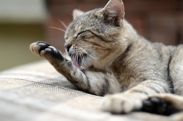 Un gros plan d'un chat qui dort à la maison