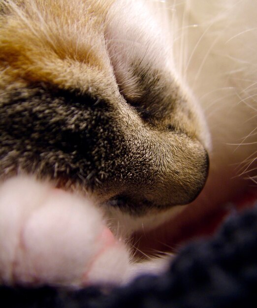 Un gros plan d'un chat qui fait une sieste