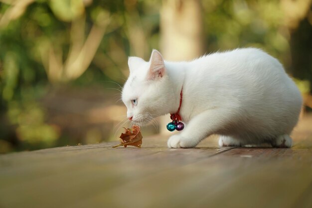 Photo un gros plan d'un chat qui mange