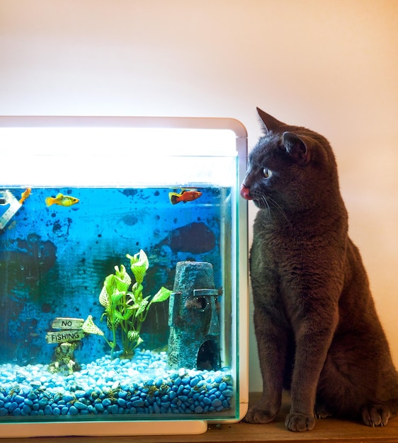 Photo un gros plan d'un chat qui regarde un aquarium