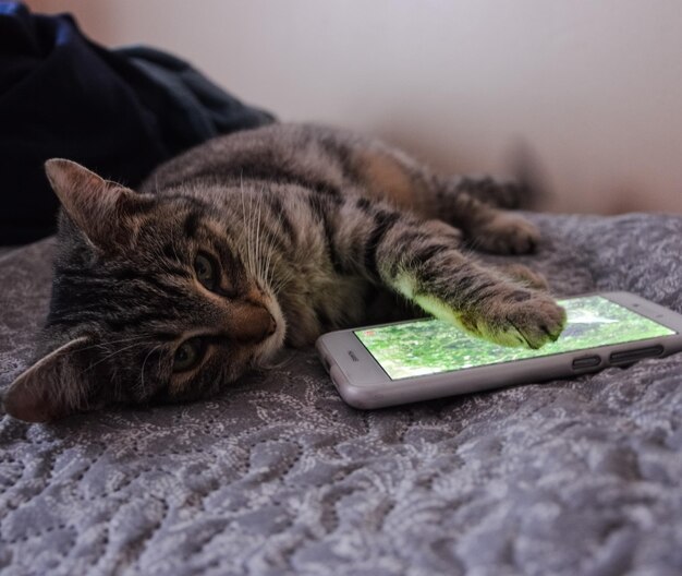 Un gros plan d'un chat qui repose sur un lit