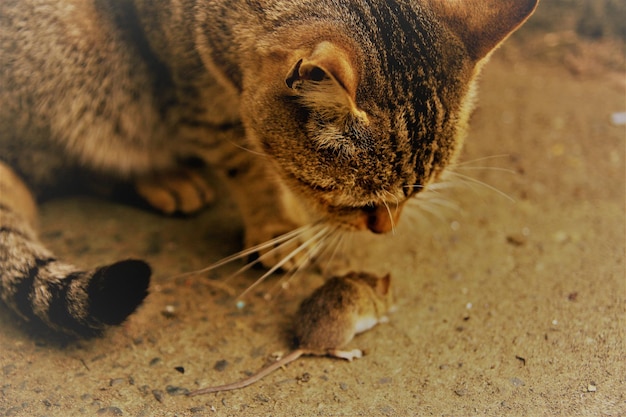 Photo un gros plan d'un chat regardant un lapin mort sur la terre ferme