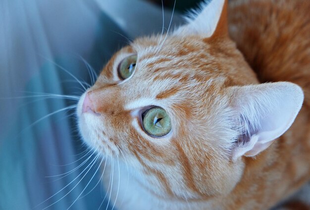 Gros plan de chat rouge concentré