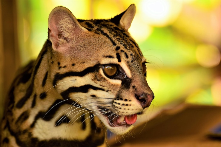 Photo un gros plan d'un chat sauvage