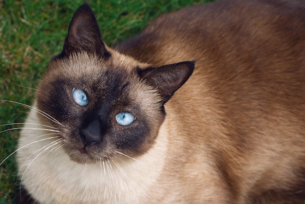 Gros plan de chat siamois assis dans l'herbe