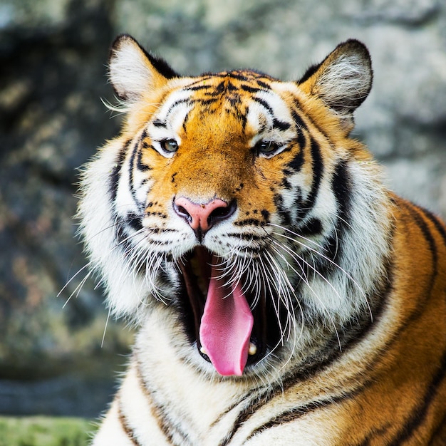 Photo un gros plan d'un chat