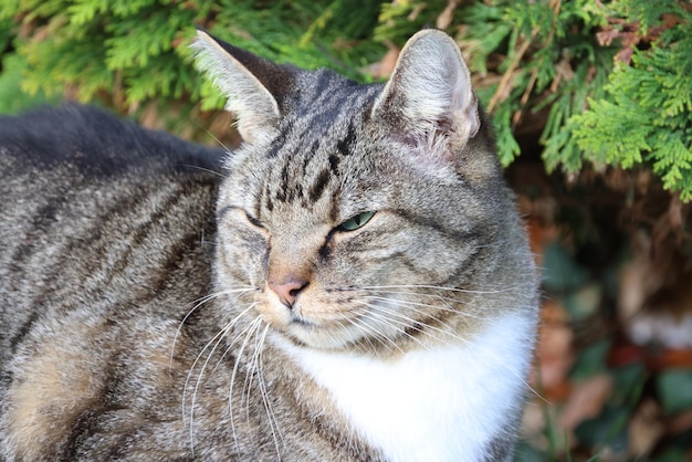 Photo un gros plan d'un chat