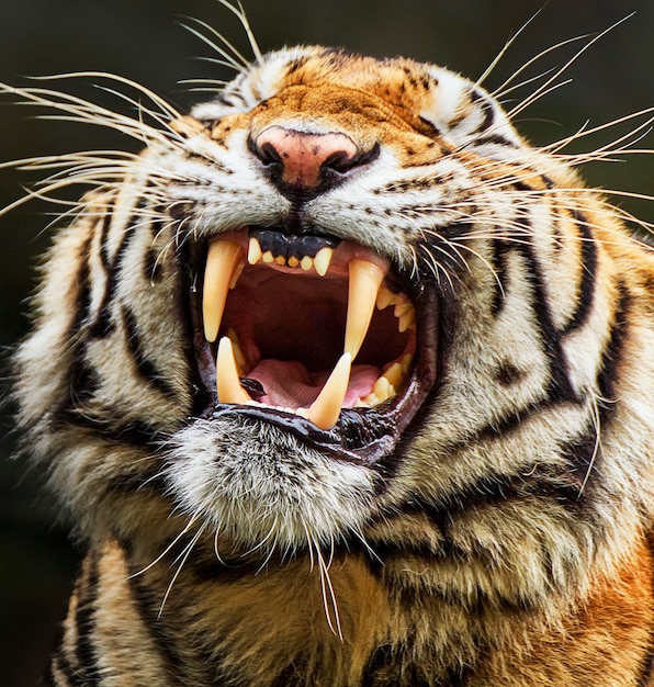 Un gros plan d'un chat