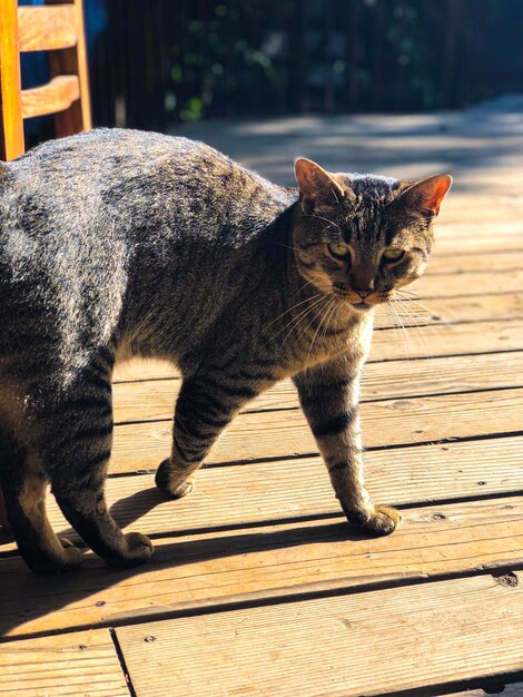 Un gros plan d'un chat