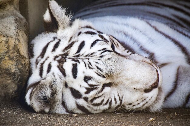 Photo un gros plan d'un chat