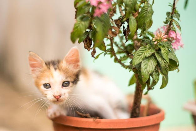 Photo un gros plan d'un chat