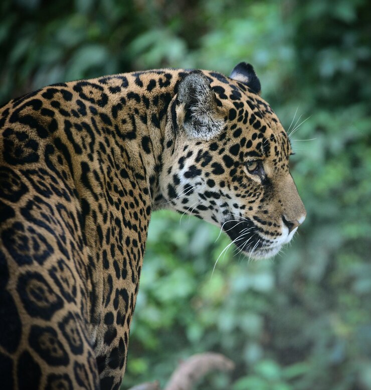 Photo un gros plan d'un chat