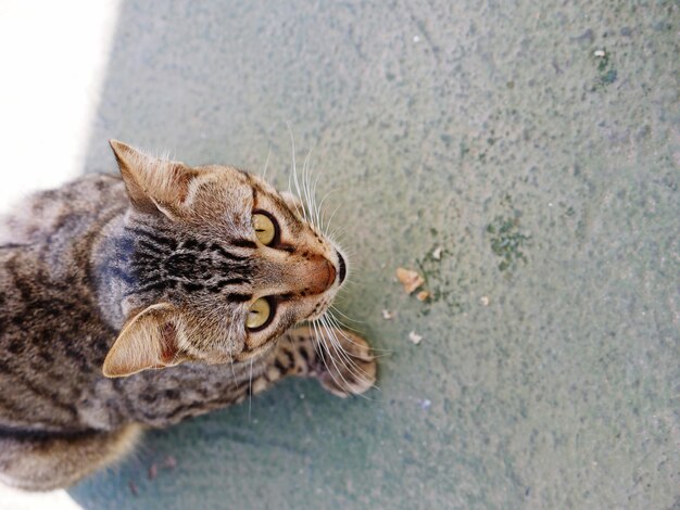 Photo un gros plan d'un chat