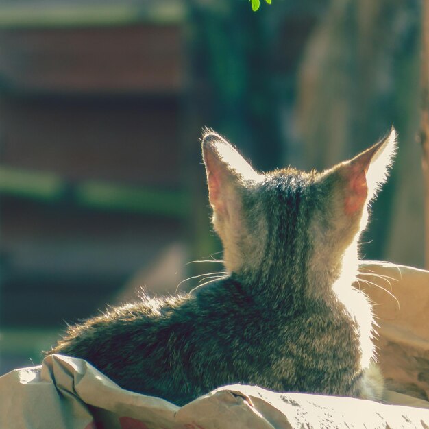 Photo un gros plan d'un chat