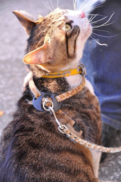 Photo un gros plan d'un chat