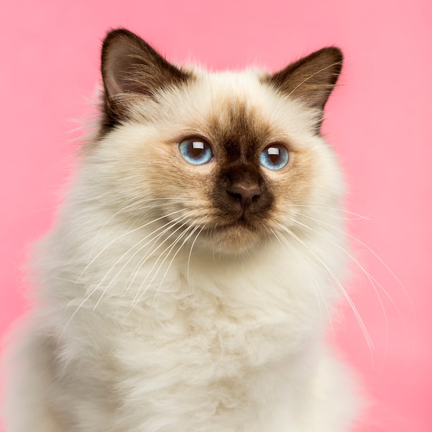 Gros plan, de, a, chaton birman, sur, rose