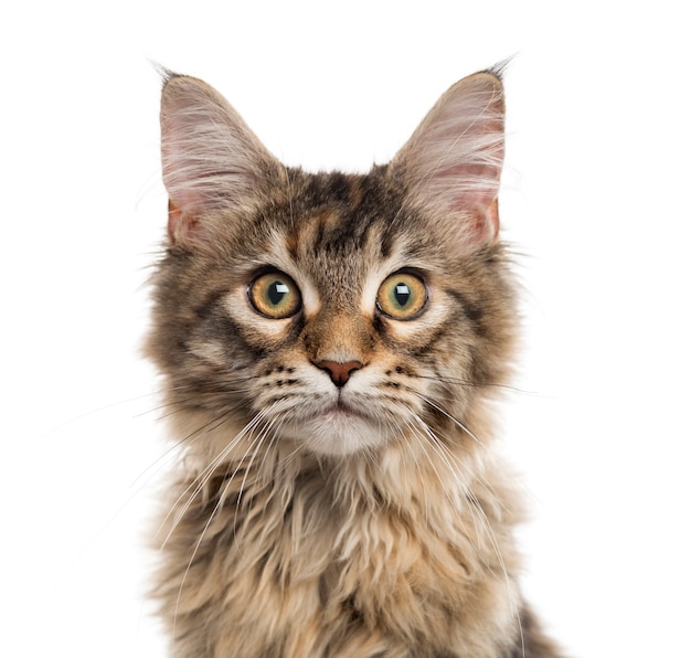 Gros plan d'un chaton Maine Coon en regardant la caméra isolée sur blanc