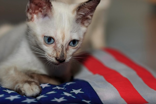 Photo un gros plan d'un chaton qui se détend sur le lit à la maison