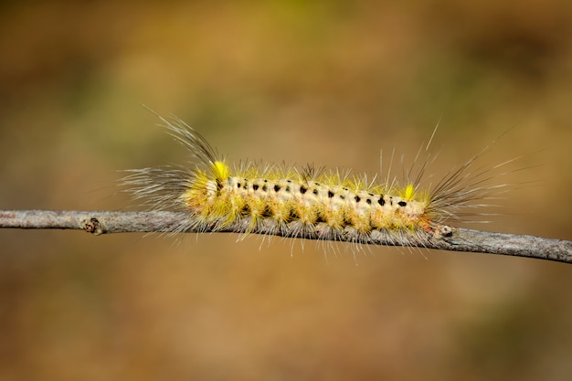 Gros plan d'une chenille sur une branche d'arbre