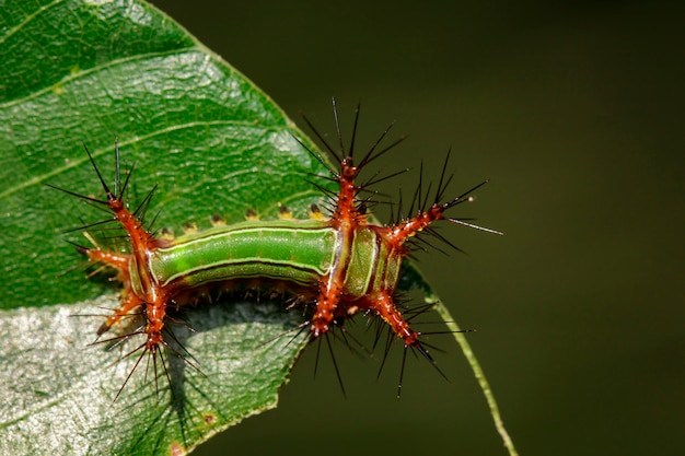 Gros plan d'une chenille sur une branche d'arbre