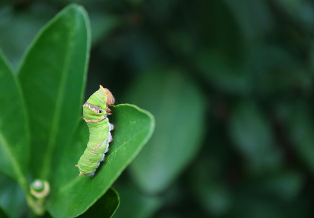 Gros plan de la chenille du machaon vert vif vert vif rampant sur une feuille de tilleul