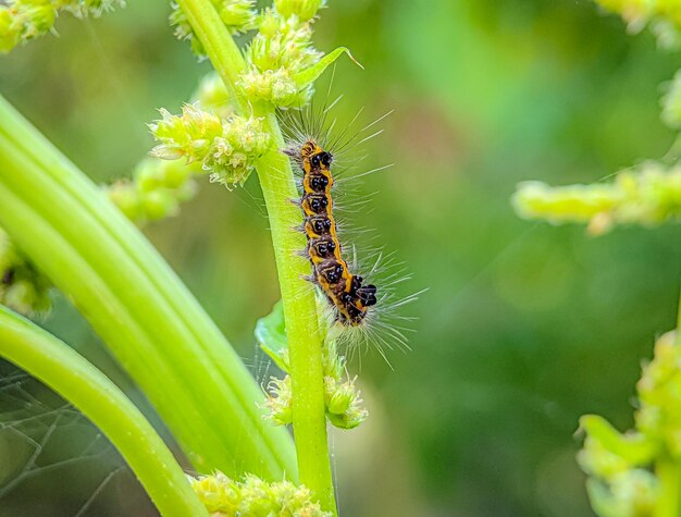 Gros plan sur la chenille qui se trouve sur la tige du légume vert