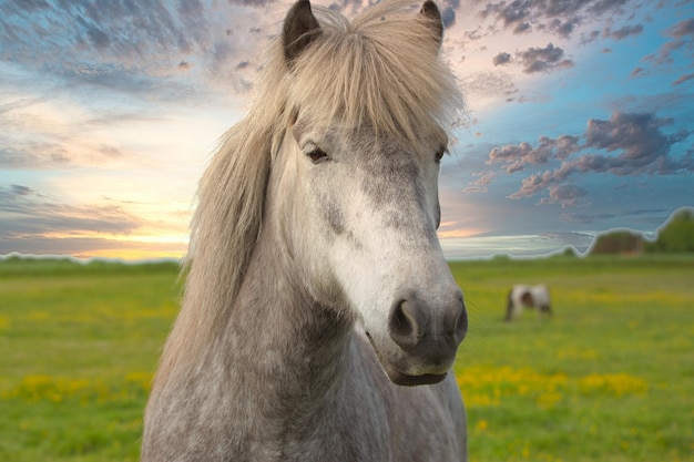 Gros plan d'un cheval blanc dans un champ herbeux sous un ciel nuageux