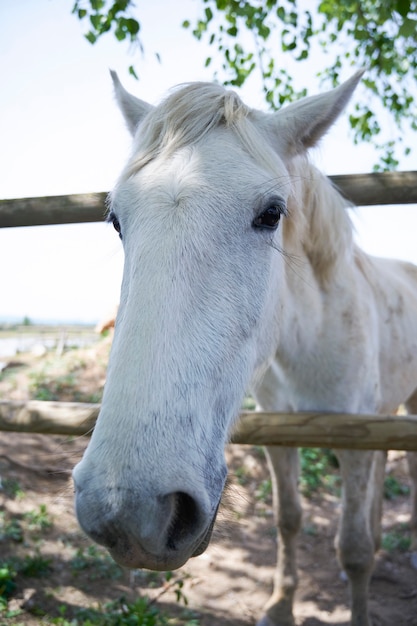 Gros plan de cheval blanc à l'extérieur