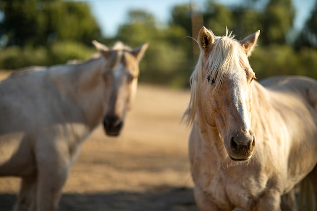 Gros plan sur le cheval dans la nature