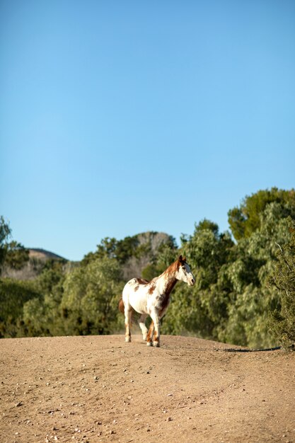 Photo gros plan sur le cheval dans la nature