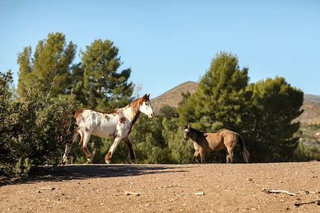 Photo gros plan sur le cheval dans la nature