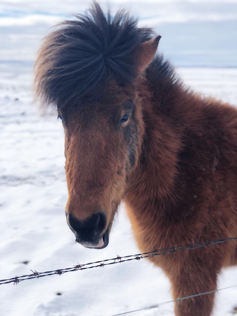 Un gros plan d'un cheval islandais