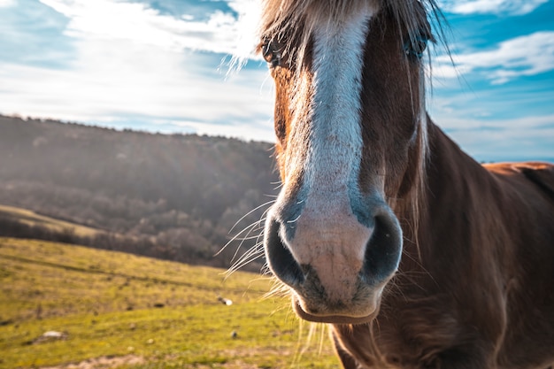 Gros plan d'un cheval libre de la montagne de Jaizkibel marchant près de Saint-Sébastien, Gipuzkoa. Espagne