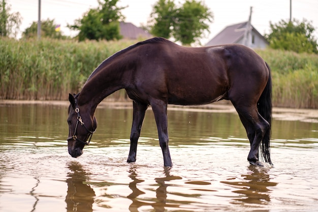 Gros plan d'un cheval noir boit de l'eau d'un lac. Un tour à cheval