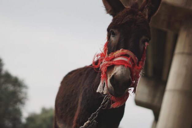 Un gros plan d'un cheval