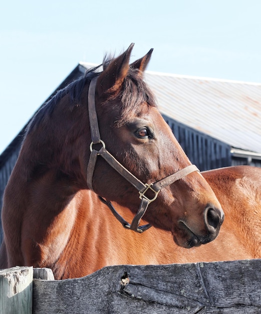 Un gros plan d'un cheval