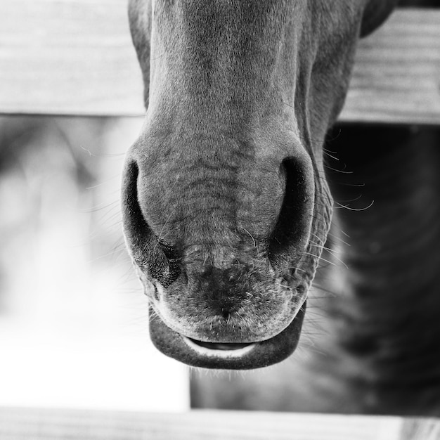 Photo un gros plan d'un cheval