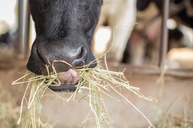 Un gros plan d'un cheval