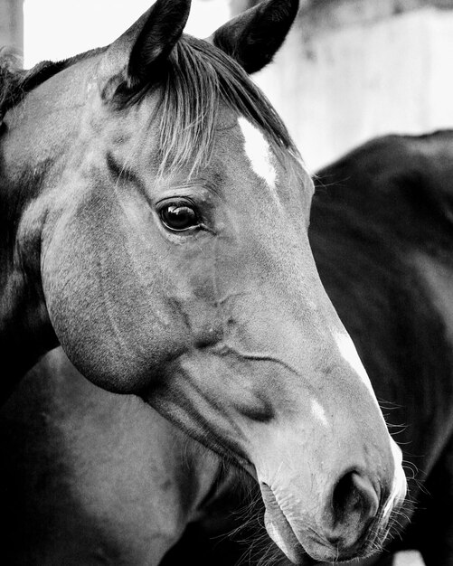 Photo un gros plan d'un cheval