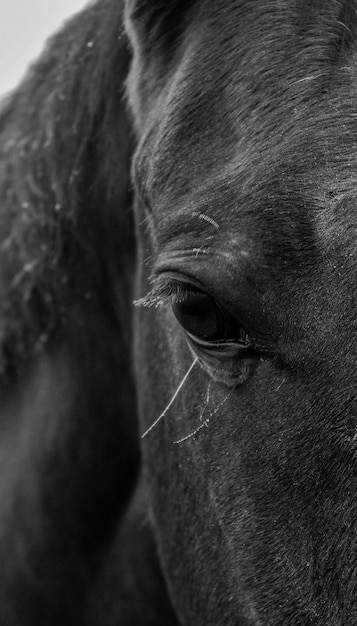 Photo un gros plan d'un cheval