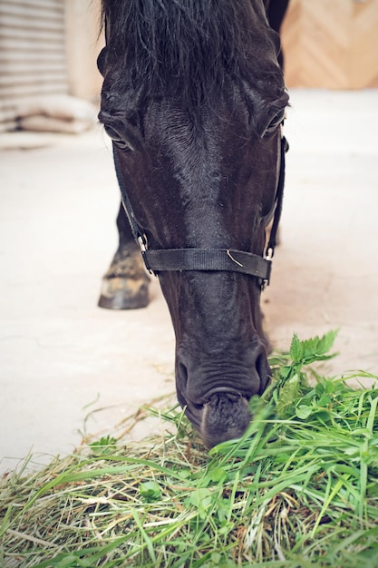 Photo un gros plan d'un cheval