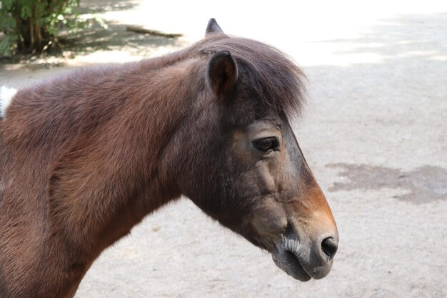 Photo un gros plan d'un cheval