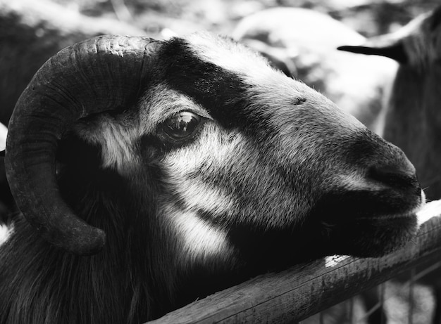 Photo un gros plan d'un cheval