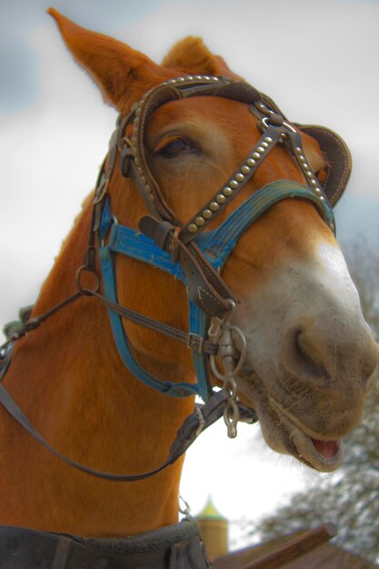 Photo un gros plan d'un cheval